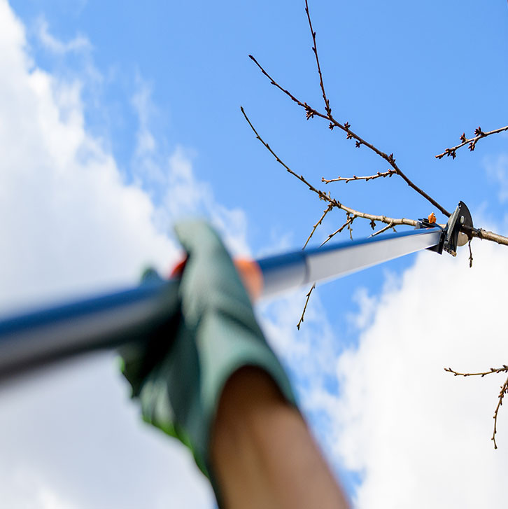 Arborist Tree Pruning Trimming Health and Protection Services Kalispell MT