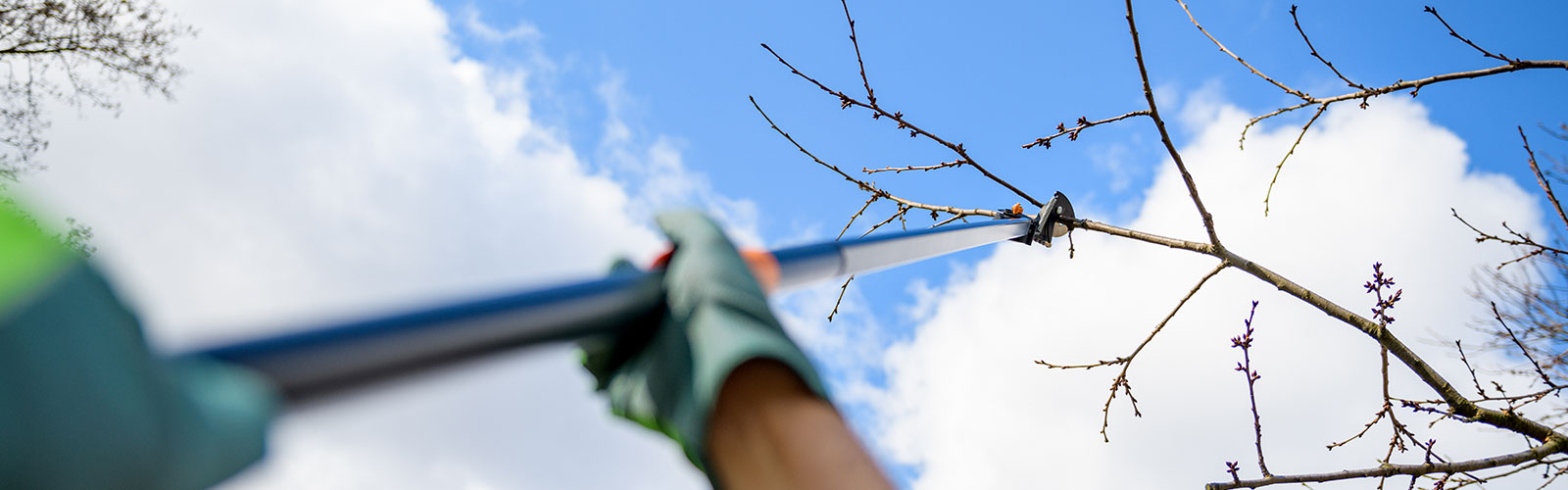 arborist tree trimming health services kalispell mt