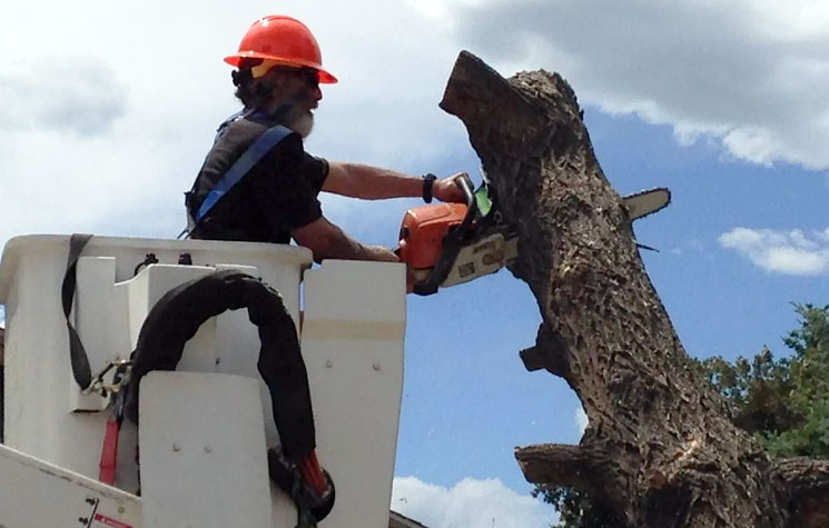 joseph bruno champion tree trimming service kalispell mt