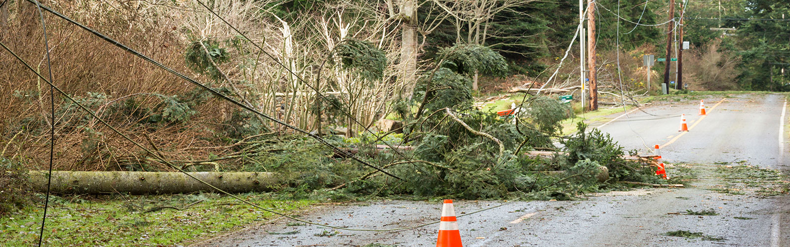 emergency tree removal services kalispell mt