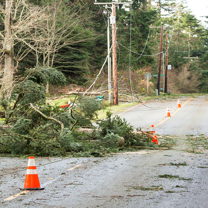 Emergency Storm Tree Removal Services Kalispell MT