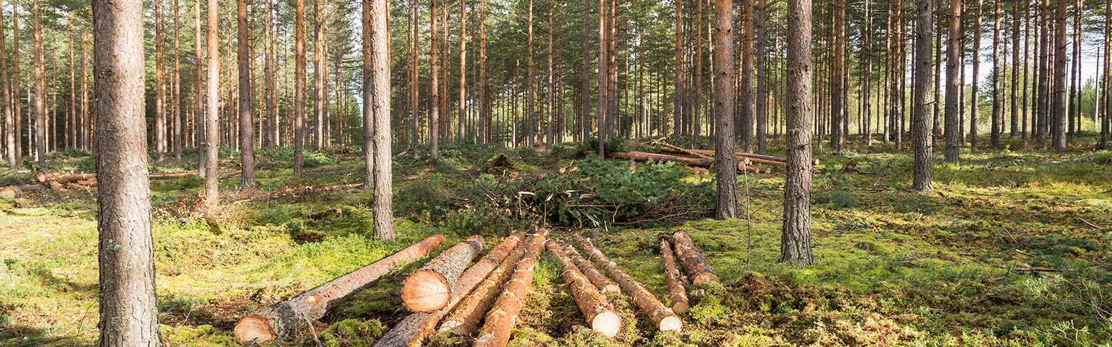 forestry logging tree removal services kalispell mt