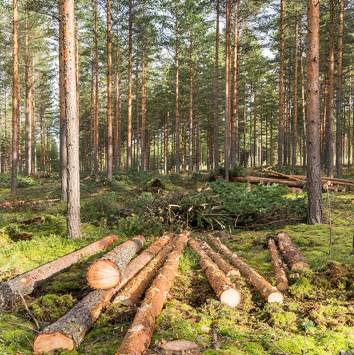 Forestry Clearing Logging Services Kalispell MT