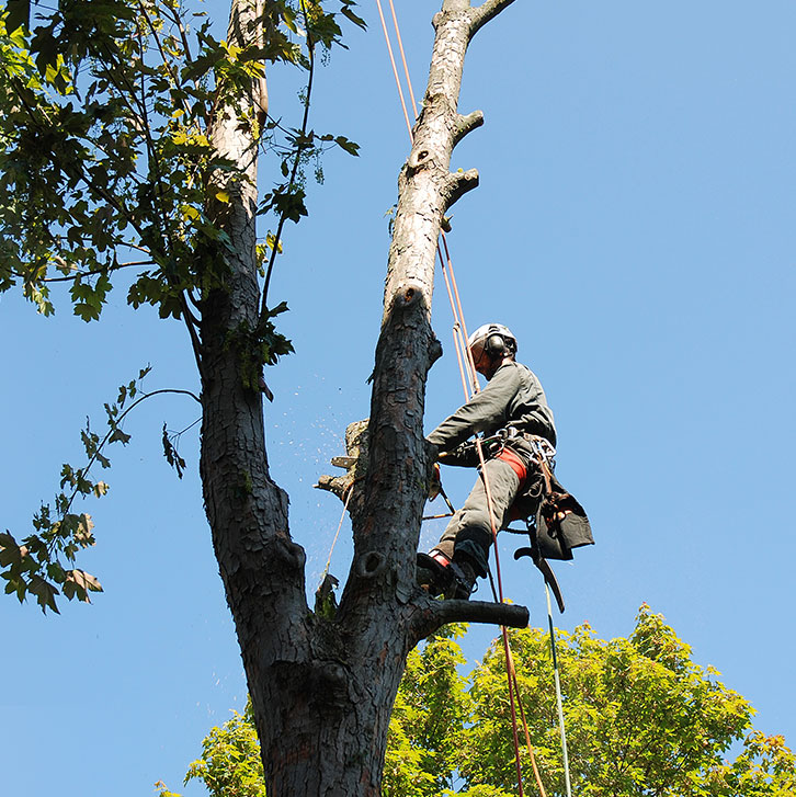 Arborist Tree Trimming Removal Services Kalispell MT